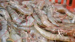 రొయ్యల ధరలు ఆంధ్రప్రదేశ్‌లో కిలోకు 40 రూపాయాల దాకా తగ్గిపోయాయి. 