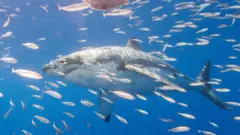 Большие белые акулы у берегов Гуадалупе