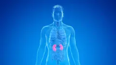 Human Kidney illustration