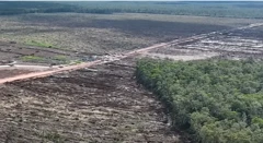 Salah satu hutan di Kabupaten Merauke, Papua yang telah dibongkar untuk PSN.