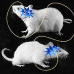 Dos ratas blancas en posiciones distintas, cada uno con una figura estrellada azul sobre la cabeza y rodeados por líneas onduladas amarillas sobre un fondo oscuro.