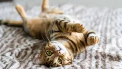 Un gato bengalí acostado con las patas hacia arriba se frota en una manta