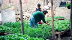 Uma horta comunitária na capital da Colômbia, Bogotá, plantada utilizando métodos de Gaviotas