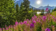 جنگل و کوهستان