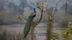 जलवायु