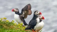 ग्रिम्से: 20 लोक आणि 10 लाख पक्ष्यांचं वास्तव्य असलेलं जगाच्या कोपऱ्यातलं शेवटचं बेट