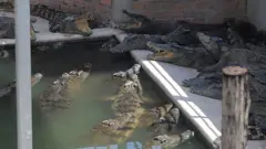 Crocodiles