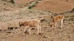 ዝጠመያ እንስሳታት 
