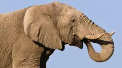 ዝሆን