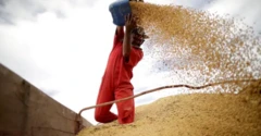 Homem joga grãos de soja ao ar dentro de um caminhão