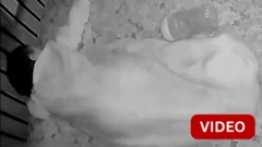 அமெரிக்கா 