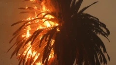 Горящая пальма