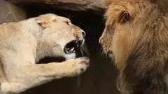 ગુજરાત, ગીર, બીબીસી ગુજરાતી, સિંહ