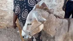 गधा