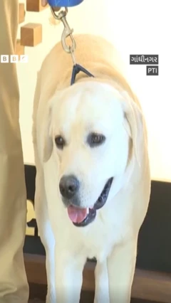 બીબીસી ગુજરાતી, ગુજરાત, બીબીસી, અમદાવાદ