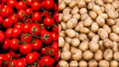બીબીસી ગુજરાતી, ગુજરાતી, બટાટા, ખેતી, ટામેટા, સંશોધન, વિજ્ઞાન, ગુજરાતમાં તો બટાટા-ટામેટાનું શાક ઘણાનો પ્રિય આહાર પણ હશે.