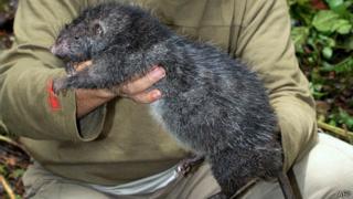 Por qué nos están invadiendo las ratas - BBC News Mundo