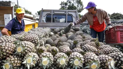 Farmer load harvested pineapples onto a truck at a plantation in Nantou County, Taiwan, on Thursday, March 4, 2021. China surprised Taiwan with a move to block pineapple imports, stepping up economic pressure on President Tsai Ing-wens administration as it continues to spar with Beijing.