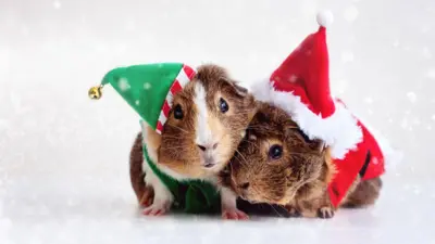 Two guinea pigs wey dress up as Santa Claus and an elf