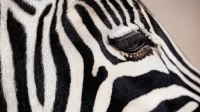   Close da lateral da cabeça de uma zebra, com suas marcantes listras pretas e brancas, e um olho castanho olhando diretamente para frente. 