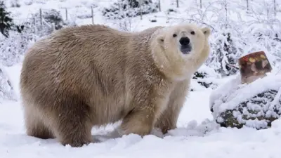 Polar bear Victoria looks towards the camera in an enclosure covered in deep snow. 