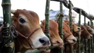 কোরবানির হাটে নানা জাতের গরু