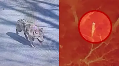 ब्वाँसोको तस्बिर र थर्मल इमेजिङ क्यामराले खिचेको भिडिओको स्क्रीनशट