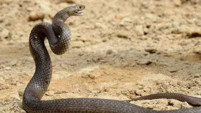 Photo of a snake