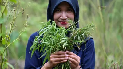 Seorang anggota Badan Narkotika Nasional (BNN) memegang tanaman ganja saat penggerebekan di garis hutan di Lamteuba, provinsi Aceh pada 22 Agustus 2022.