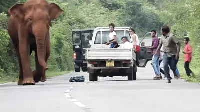 Slonovi „banditi“ presreću turiste zbog hrane