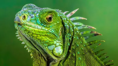 Lagarto verde