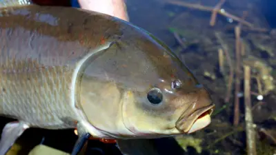 Peixe-búfalo-boca-grandeslots gratuitoszoom