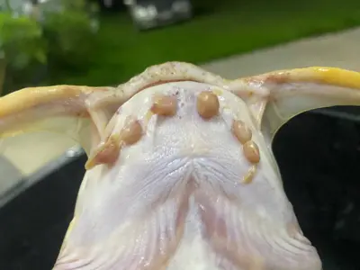 .