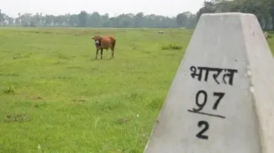 नेपाल-भारत सीमाको दशगजा क्षेत्रमा चर्दै एउटा गोरु