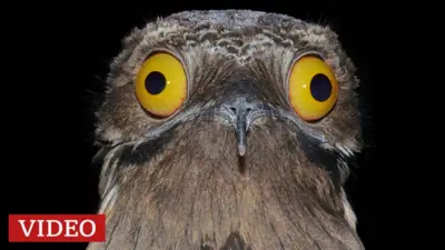 El ave urutaú en primer plano, con sus enormes ojos amarillos abiertos, sobre fondo negro