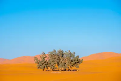 સૂકાભઠ રણ પ્રદેશને લીલીછમ હરિયાળીમાં કેવી રીતે ફેરવી શકાય? (પ્રતીકાત્મક તસવીર)