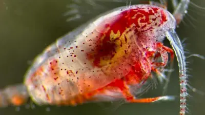 Imagem de um zooplâncton vista pelo microscópio