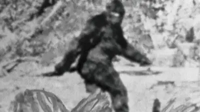 Black and white photograph of Bigfoot, who is a tall ape-like figure covered in black fur. He is pictured walking from the side, swinging his left arm in front of his body, and the left arm swinging behind him. There is a large amount of forestry pictured around him.