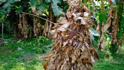 Aworan eegun kan to fi ewe ọgẹdẹ gbigbẹ bo ara rẹ.
