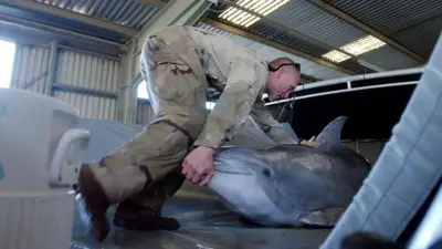 Un soldado junto a un delfin durante un entrenamiento.