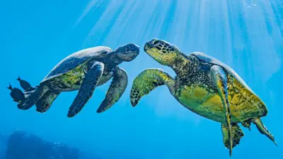 दशकों के प्रयास की बदौलत हरे कछुओं को विलुप्त होने से बचा लिया गया है.