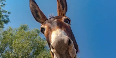 Imagemcomprar jogo lotofacil onlineum burro olhando para a câmera, com uma árvore ao fundo e céu azul