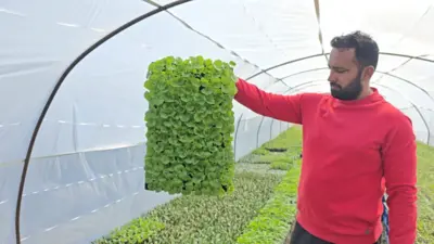 ਅਮਨਿੰਦਰ ਸਿੰਘ 