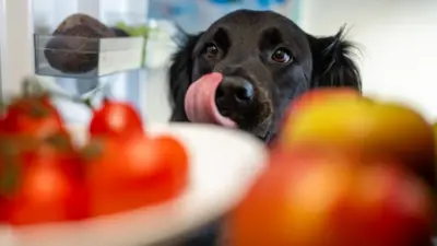 Cachorro preto olha para comida 