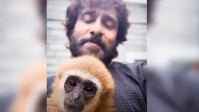 லார் கிப்பன் 
