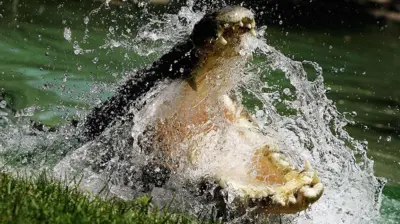 Um crocodilosteike cassinoágua salgada é fotografado com as mandíbulas abertas enquanto a água espirra ao redorsteike cassinosua cabeça no Parquesteike cassinoRépteis Australiano,steike cassino23steike cassinojaneirosteike cassino2006,steike cassinoSydney, Austrália.