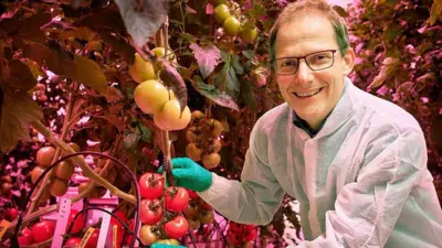O professor Leo Marcelis mostra uma das plantas de tomate em uma estufa de alta tecnologia.