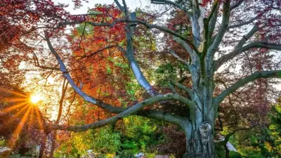 Common Beech tree in Poland