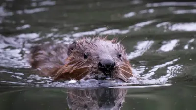 Ealing beaver