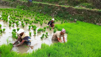 धान खेती गर्दै किसानहरू
